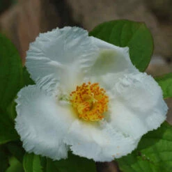 Stewartia Pseudocamellia Koreane - Korean Stewartia -Plant Series Store Stewartia pseudocamellia Koreane 05