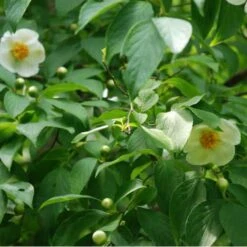 Stewartia Pseudocamellia Koreane - Korean Stewartia -Plant Series Store Stewartia pseudocamellia Koreane 06