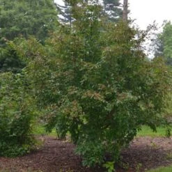 Stewartia Pseudocamellia Koreane - Korean Stewartia -Plant Series Store Stewartia pseudocamellia Koreane 07