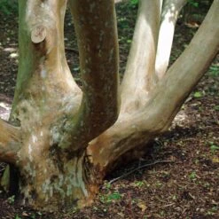 Stewartia Sinensis - Chinese Stewartia -Plant Series Store Stewartia sinensis 02