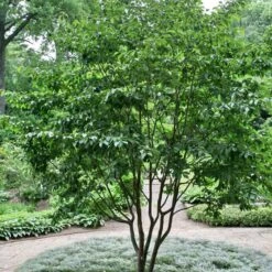 Stewartia Sinensis - Chinese Stewartia -Plant Series Store Stewartia sinensis 03