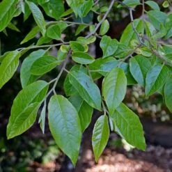 Stewartia Sinensis - Chinese Stewartia -Plant Series Store Stewartia sinensis 05