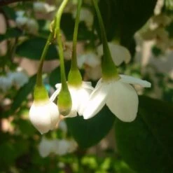 Styrax Japonica - Japanese Snowbell -Plant Series Store Styrax japonicus 08