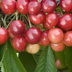 Cherry Sweetheart -Plant Series Store Sweetheart Cherry03