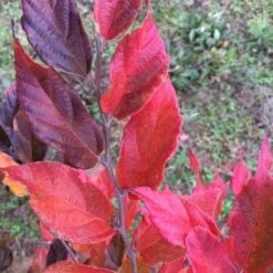 Sycoparrotia Semidecidua Purple Haze 10 Sycoparrotia Semidecidua Purple Haze -Plant Series Store Sycoparrotia semidecidua Purple Haze 04