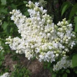 Syringa Vulgaris Mme Lemoine -Plant Series Store Syringa vulgaris Madame Lemoine 03
