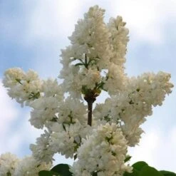 Syringa Vulgaris Mme Lemoine -Plant Series Store Syringa vulgaris Madame Lemoine 05