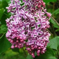 Syringa Vulgaris Sensation -Plant Series Store Syringa vulgaris Sensation 02