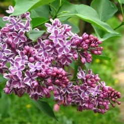 Syringa Vulgaris Sensation -Plant Series Store Syringa vulgaris Sensation 03