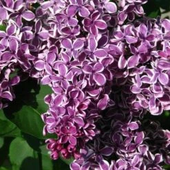 Syringa Vulgaris Sensation -Plant Series Store Syringa vulgaris Sensation 04