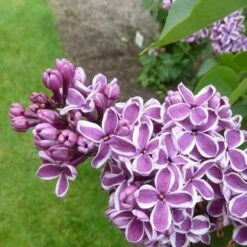 Syringa Vulgaris Sensation -Plant Series Store Syringa vulgaris Sensation 05
