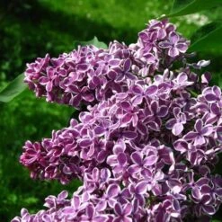 Syringa Vulgaris Sensation -Plant Series Store Syringa vulgaris Sensation 07