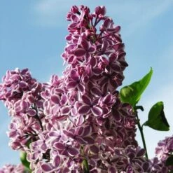 Syringa Vulgaris Sensation -Plant Series Store Syringa vulgaris Sensation 09