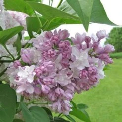 Syringa Vulgaris Beauty Of Moscow -Plant Series Store Syringa vulgaris Beauty of Moscow 02