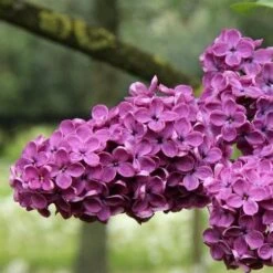 Syringa Vulgaris Charles Joly 5 Syringa Vulgaris Charles Joly -Plant Series Store Syringa vulgaris Charles Joly 03x