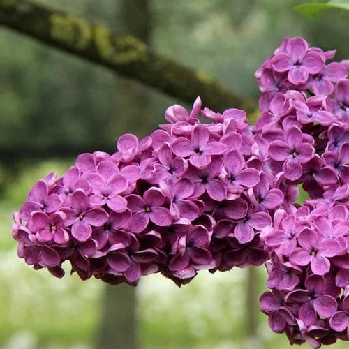 Syringa Vulgaris Charles Joly 3 Syringa Vulgaris Charles Joly - Image 3