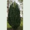 Taxus Baccata Fastigiata