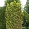 Taxus Baccata Standishii