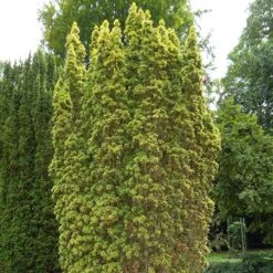 Taxus Baccata Standishii