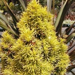Taxus Baccata Standishii -Plant Series Store Taxus baccata Standishii 03