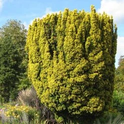 Taxus Baccata Standishii -Plant Series Store Taxus baccata Standishii 04