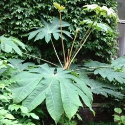 Tetrapanax Papyrifer Rex -Plant Series Store Tetrapanax papyrifer Rex 07