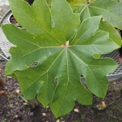 Tetrapanax Papyrifer Rex -Plant Series Store Tetrapanax papifera Rex FF 1