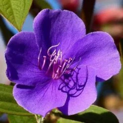 Tibouchina Urvilleana -Plant Series Store Tibouchina urvilleana 2jpg