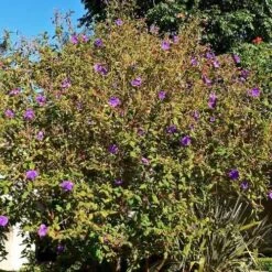 Tibouchina Urvilleana -Plant Series Store Tibouchina urvilleana 3