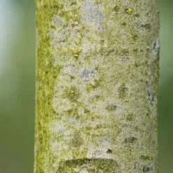 Tilia Americana American Sentry -Plant Series Store Tilia americana American Sentry 03x