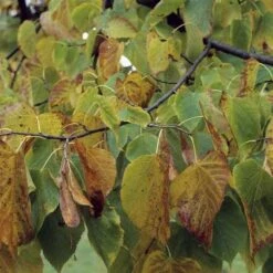 Tilia Americana American Sentry -Plant Series Store Tilia americana American Sentry 04x
