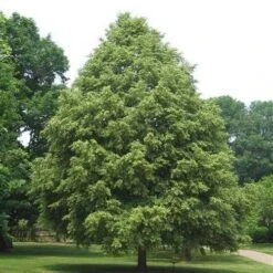 Tilia Cordata Greenspire -Plant Series Store Tilia cordata Green Spire 02x