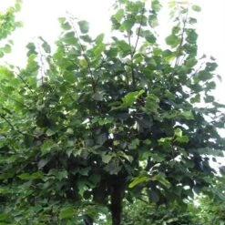 Tilia Cordata Winter Orange -Plant Series Store Tilia cordata Winter Orange 06