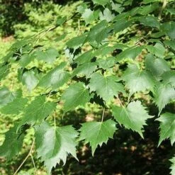 Tilia Mongolica -Plant Series Store Tilia mongolica 03