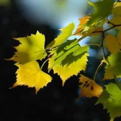 Tilia Mongolica -Plant Series Store Tilia mongolica 05