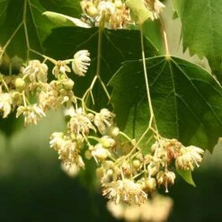 Tilia Mongolica -Plant Series Store Tilia mongolica 06x