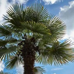 Trachycarpus Fortuneii -Plant Series Store Trachycarpus fortuneii 04