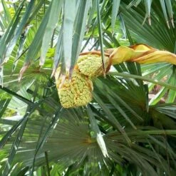 Trachycarpus Fortuneii -Plant Series Store Trachycarpus fortuneii 06