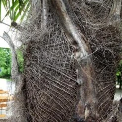 Trachycarpus Fortuneii -Plant Series Store Trachycarpus fortuneii 08