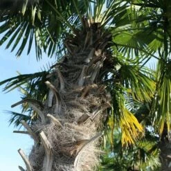 Trachycarpus Fortuneii -Plant Series Store Trachycarpus fortuneii 09