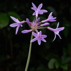 Tulbaghia Violacea Variegata -Plant Series Store Tulbaghia violacea Variegata 02