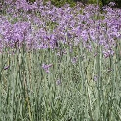 Tulbaghia Violacea Variegata -Plant Series Store Tulbaghia violacea Variegata 03