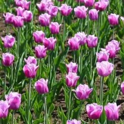 Tulip Arabian Mystery -Plant Series Store Tulipa Arabian Mystery 03