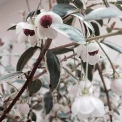 Ugni Molinae Flambeau -Plant Series Store Ugni molinae Flambeau01