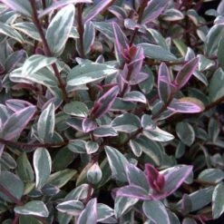 Ugni Molinae Flambeau -Plant Series Store Ugni molinae Flambeau03