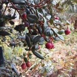 Ugni Molinae Flambeau -Plant Series Store Ugni molinae Flambeau04