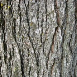 Ulmus Sapporo Autumn Gold - Golden Elm -Plant Series Store Ulmus Sapporo Autumn Gold 04