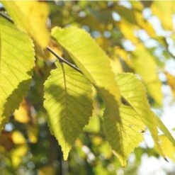 Ulmus Sapporo Autumn Gold - Golden Elm -Plant Series Store Ulmus Sapporo Autumn Gold 05