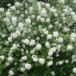 Viburnum X Burkwoodii Anne Russell -Plant Series Store Viburnum x burkwoodii Anne Russell 02