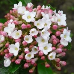 Viburnum X Burkwoodii Anne Russell -Plant Series Store Viburnum x burkwoodii Anne Russell 04